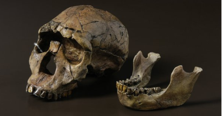 The 11 Oldest Human Fossils Ever Discovered – timelesstaleshq.com