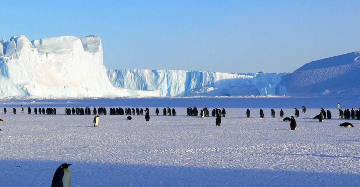 A colony of emperor penguins on the icy plains of Antarctica with a massive glacier in the background