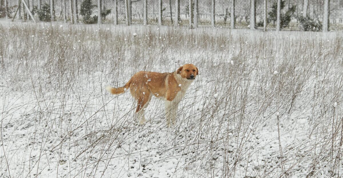 A solitary dog stands in a snowy field during winter snowfall
