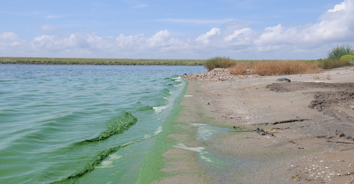 Algae near the shoreline in Chesapeake Bay U S Geological Survey