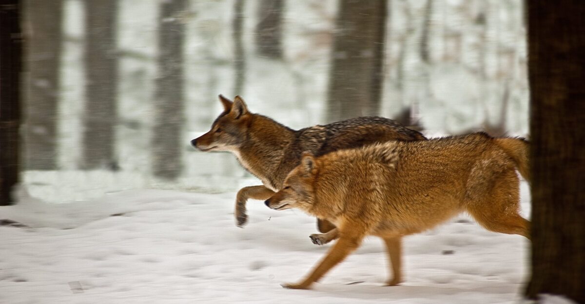 Coyotes Running Snow West Virginia