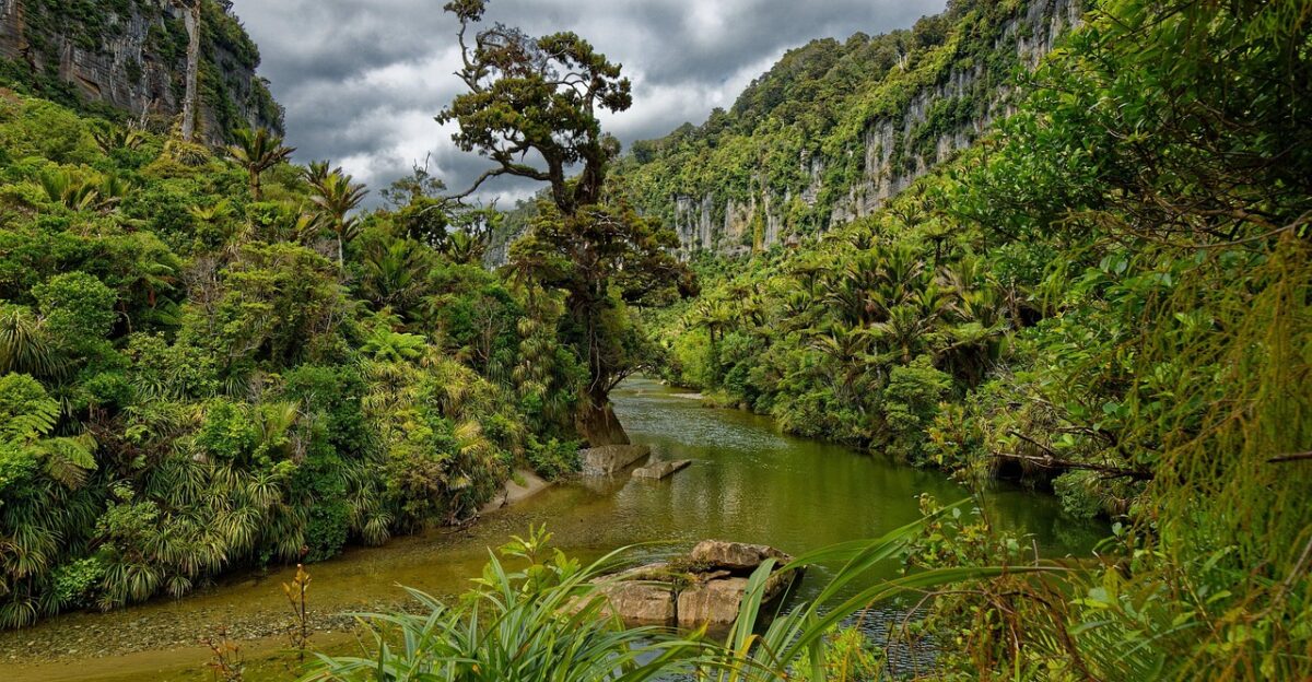 nature landscape sceneric gondwana river new zealand punakaiki westcoast green archaic gondwana gondwana gondwana gondwana gondwana new zealand new zealand archaic archaic