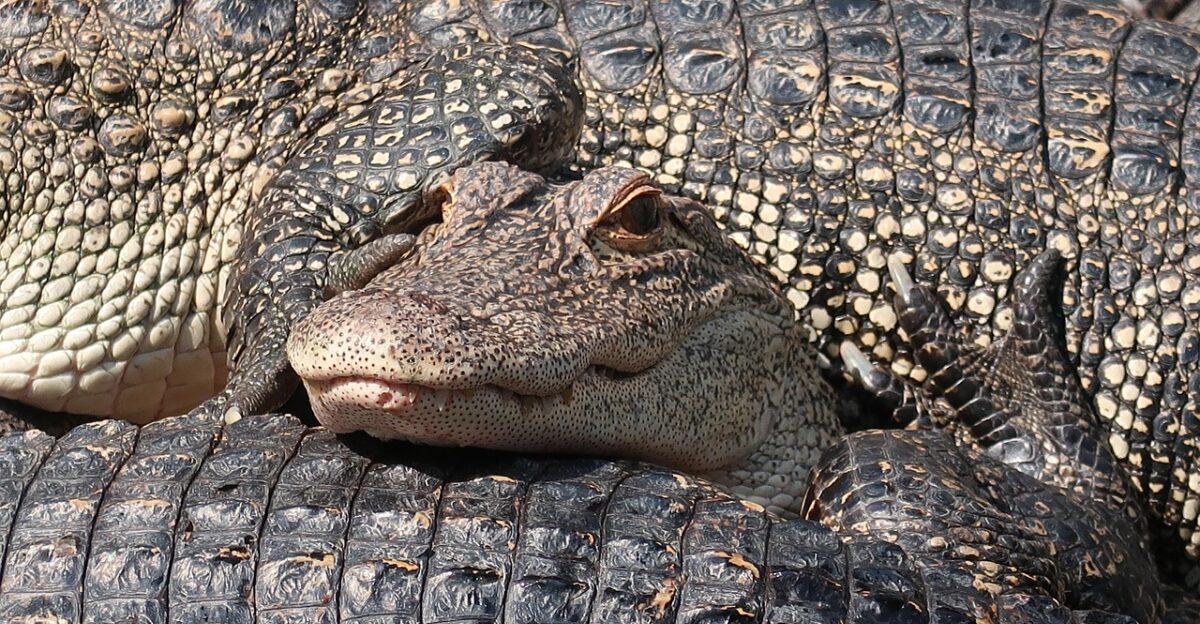 alligators reptiles crocodiles predators crocodile crocodiles crocodile crocodile crocodile crocodile crocodile