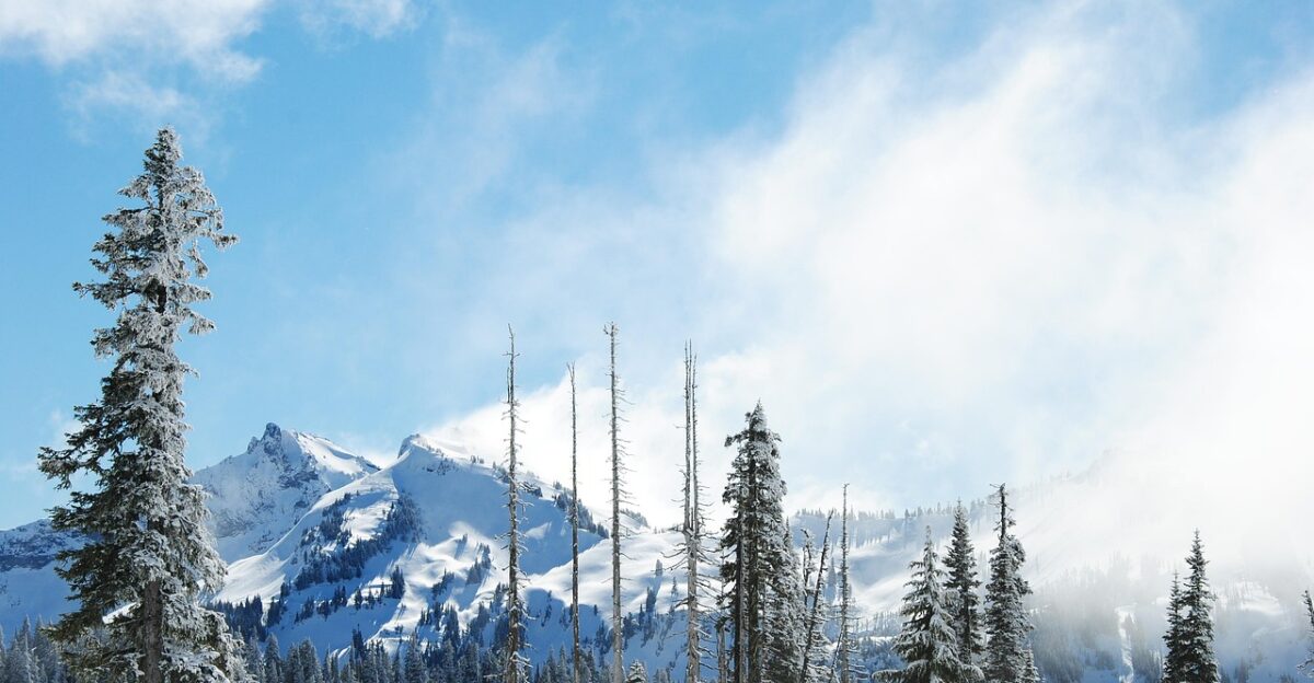 mountains mount rainier snow nature trees mt rainier evergreens snowy mountains