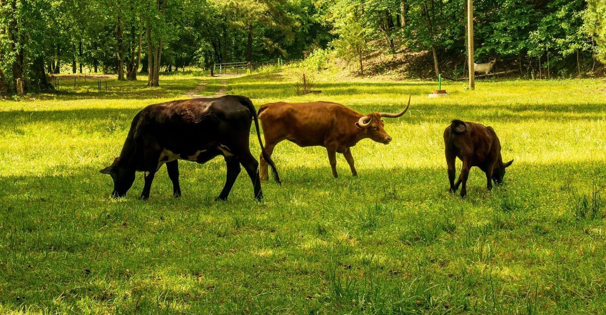 methane carbon dioxide carbon footprint longhorn steer longhorn cattle herd steer cattle livestock horns bovine pasture cow field rural methane methane methane methane methane carbon dioxide carbon footprint carbon footprint