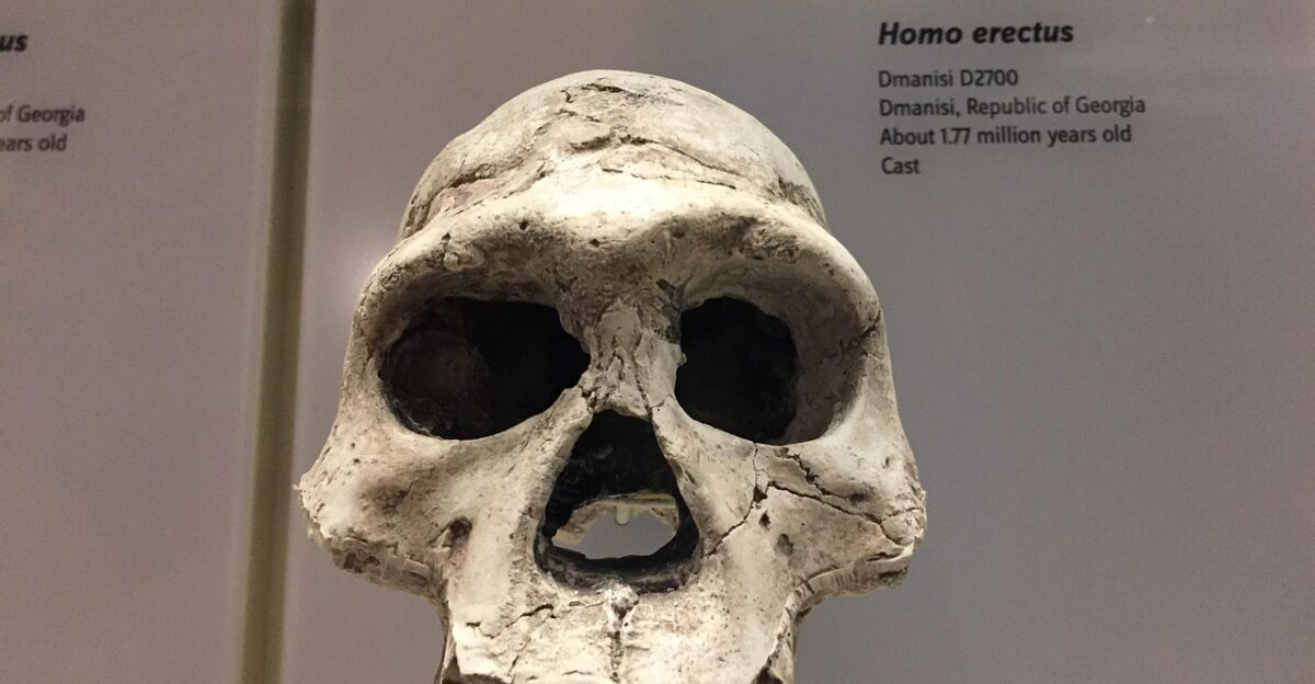 homo erectus skull ancestor smithsonian evolution brown skull homo erectus homo erectus homo erectus homo erectus homo erectus
