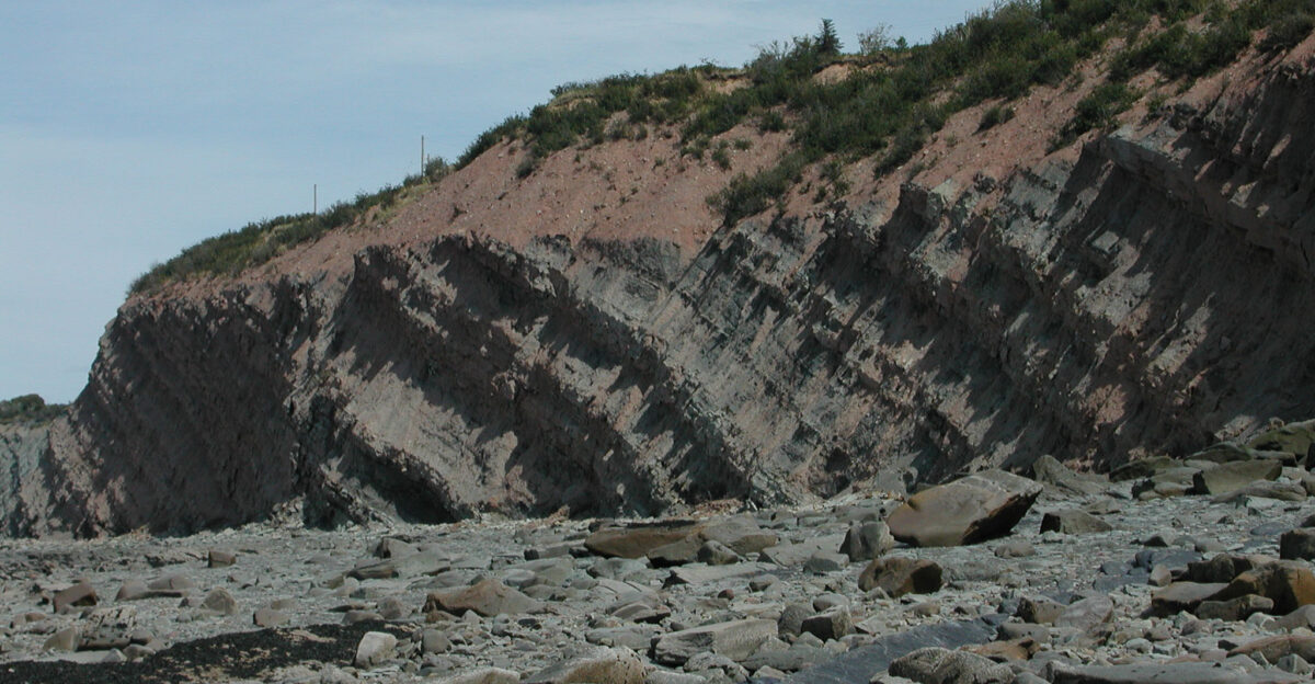 Showing exposed stratification reveals fossils from an early Carboniferous Period rainforest