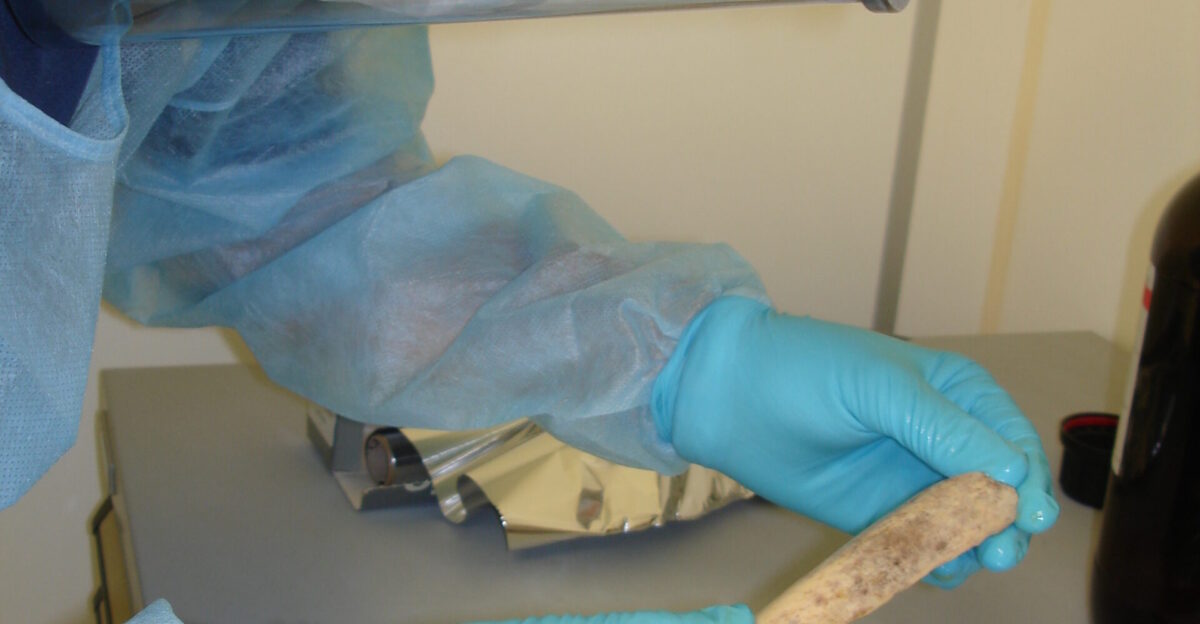 Working in a clean room researchers at the Max Planck Institute for Evolutionary Anthropology in Leipzig Germany took extensive precautions to avoid contaminating Neanderthal DNA samples - extracted from bones like this one - with DNA from any other source including modern humans NHGRI researchers are part of the international team that sequenced the genome of the Neanderthal Homo neanderthalensis These images are freely available and may be used without special permission