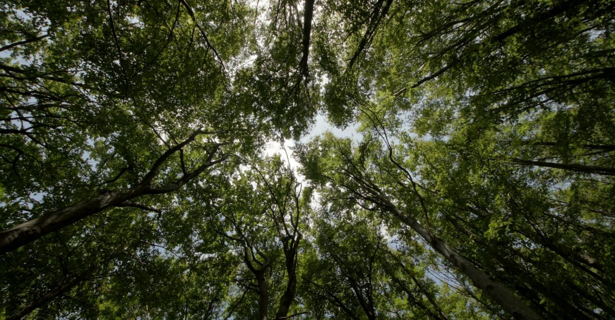 A tranquil upward view of a forest canopy in Liganj Croatia showcasing tall lush trees