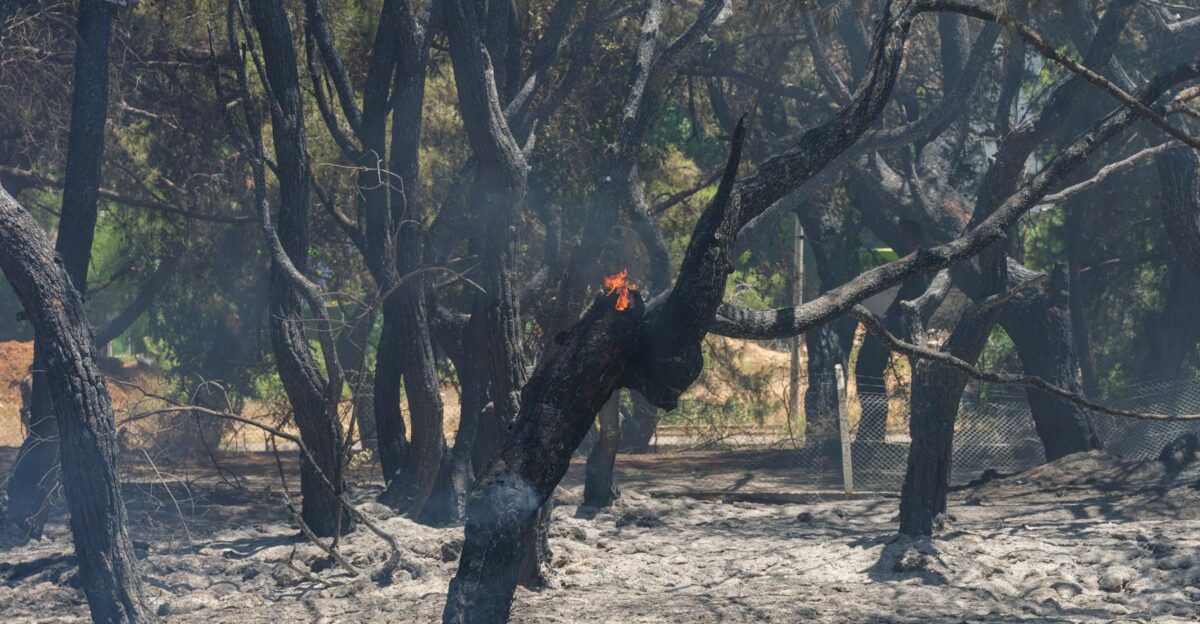 burned trees and dramatic landscape