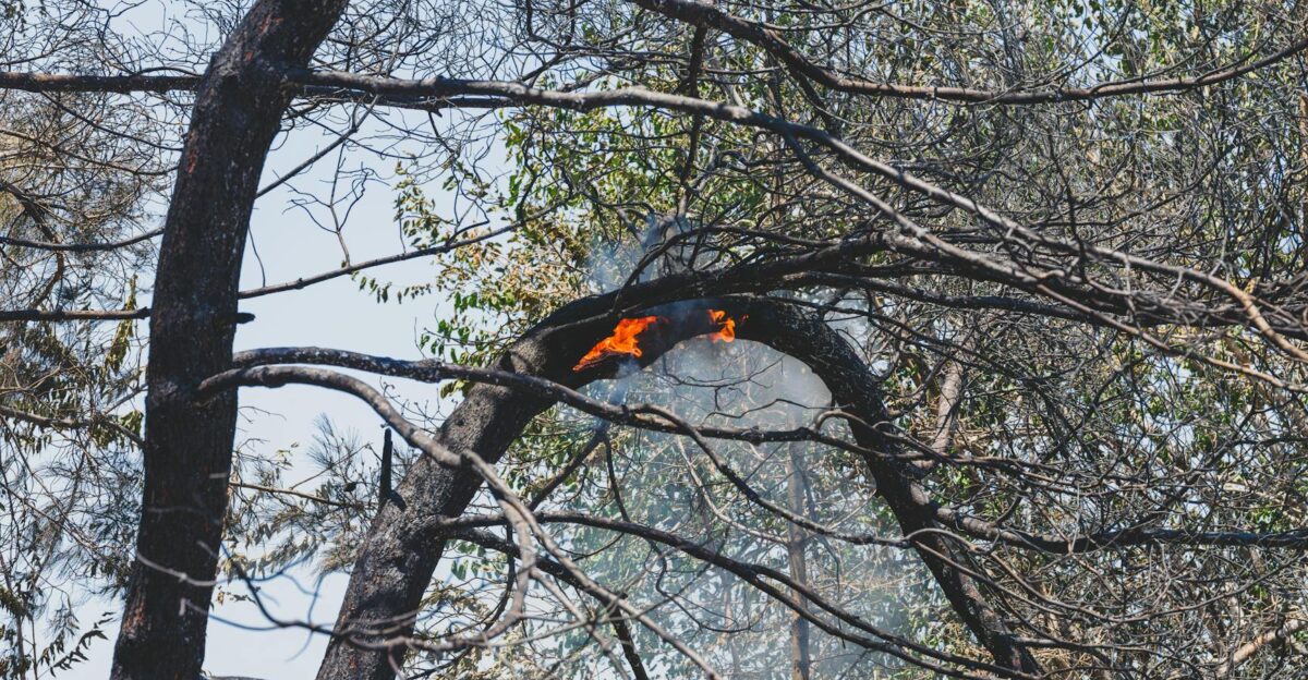 burned trees and dramatic landscape