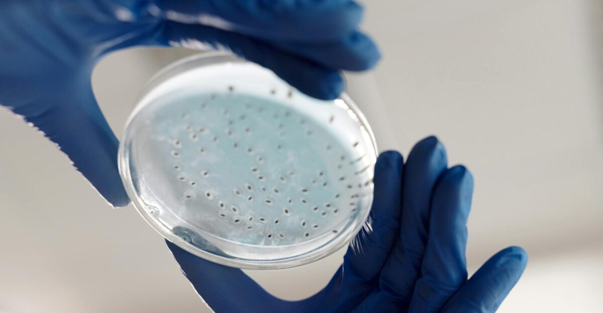 Close-up of hands in gloves holding a petri dish for microbiology analysis in a lab