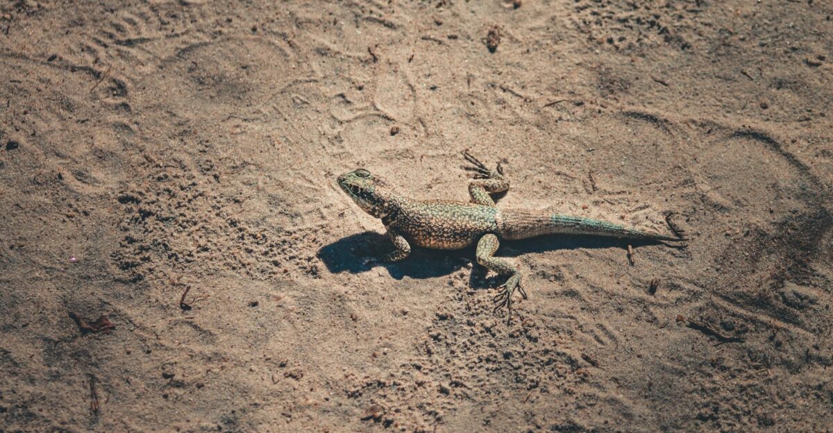 A lizard basking in the sun on a sandy beach showcasing its natural habitat