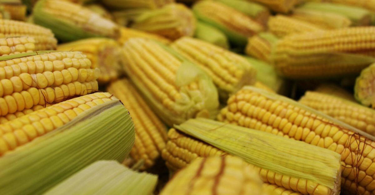 A close-up view of multiple fresh corn cobs in their husks showcasing a bountiful harvest