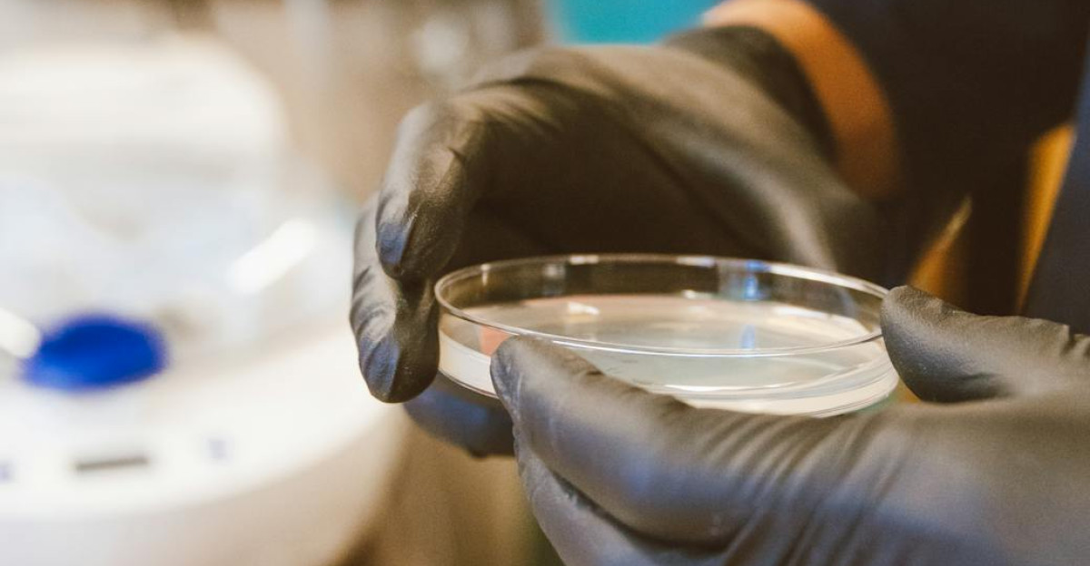 Close-up of gloved hands holding a Petri dish for research in a laboratory setting