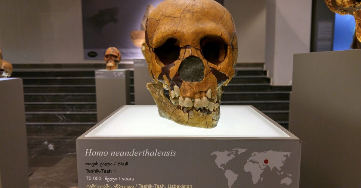 human skull display