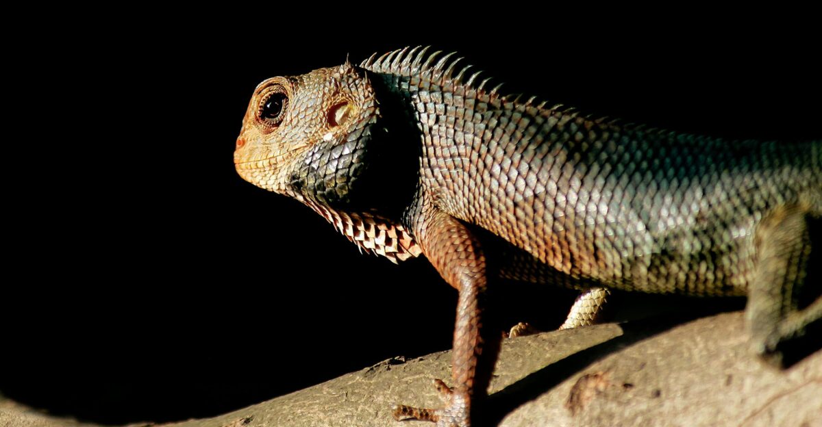 brown and black lizard on brown wood