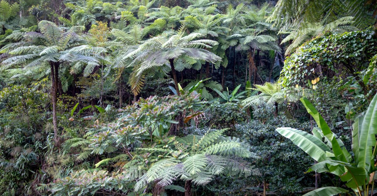 a lush green forest filled with lots of trees