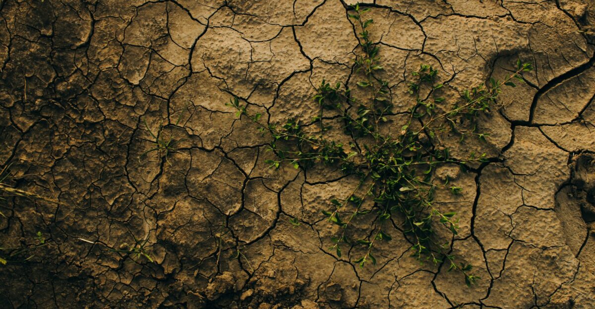 A plant growing out of a crack in the ground