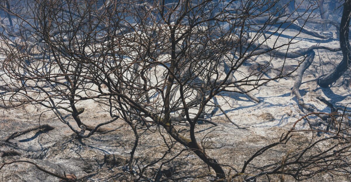 Burned trees stand against a barren landscape