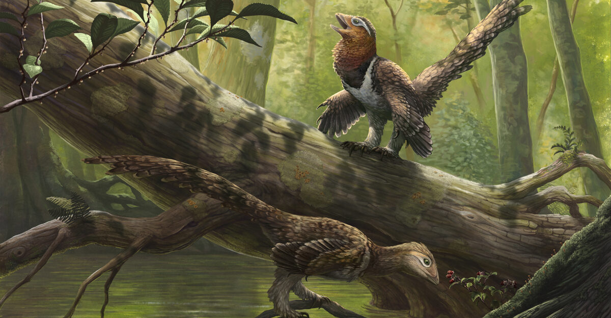 Pair of basal avialan Balaur bondoc in their native Hateg island environment of what is now Romania 70 million years ago