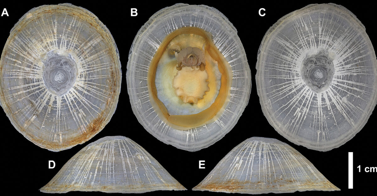 Bathylepeta wadatsumi detailed view