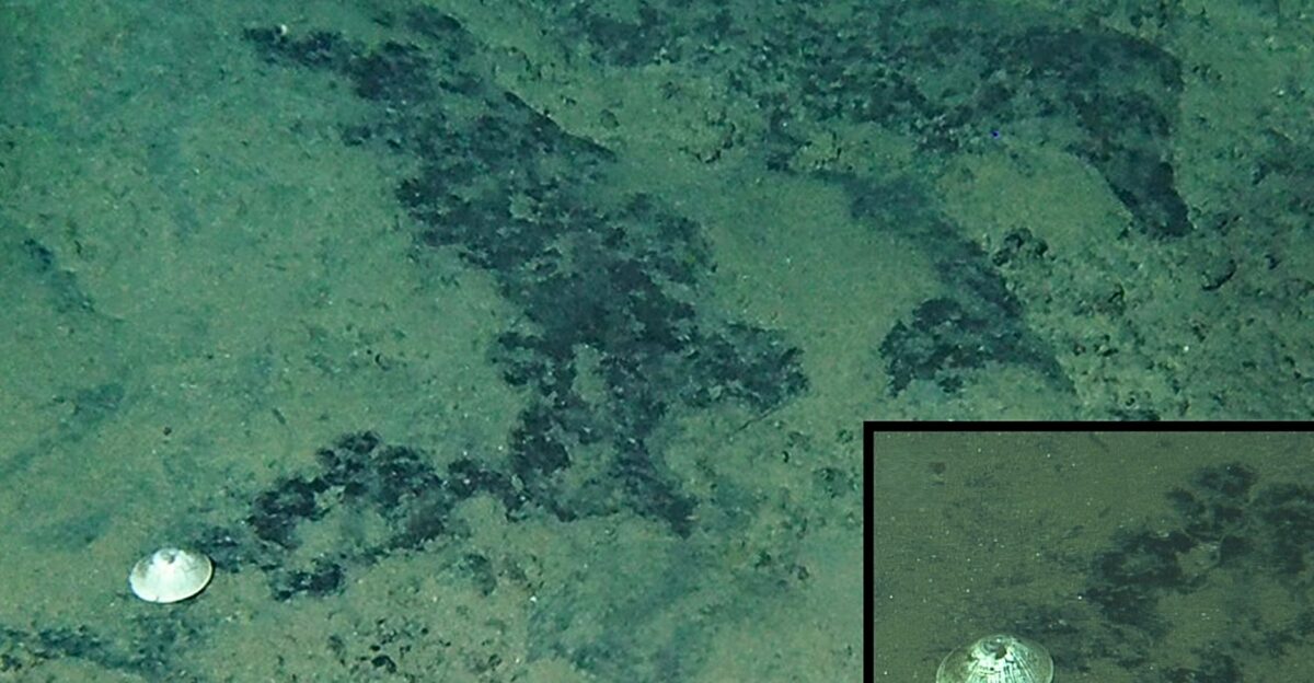 Deep-sea submersible discovers giant animal 5 922m down in