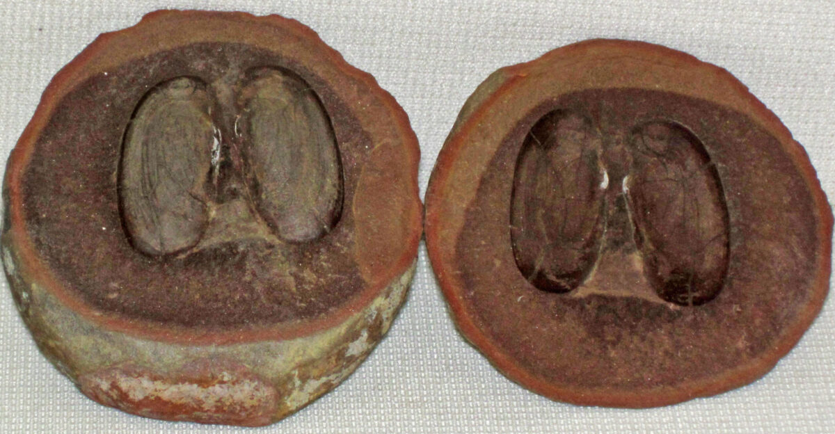 Bivalve in concretion part counterpart from the Pennsylvanian of Illinois USA One of the most remarkable soft-bodied fossil deposits lagerst tten on Earth is the Pennsylvanian-aged Mazon Creek Lagerst tte near Chicago Illinois In the Mazon Creek area the Francis Creek Shale consists of concretionary gray shales The Francis Creek concretions are composed of argillaceous ironstone and can be fossiliferous or nonfossiliferous The fossiliferous concretions contain land plants and terrestrial marine animals including nonmineralizing organisms The Mazon Creek concretion shown above has an articulated bivalve in butterfly posture Bivalves are bilaterally symmetrical molluscs having two calcareous asymmetrical shells valves - they include the clams oysters and scallops In most bivalves the two shells are mirror images of each other the major exception is the oysters They occur in marine estuarine and freshwater environments Bivalves are also known as pelecypods and lamellibranchiates Bivalves are sessile benthic organisms - they occur on or below substrates Most of them are filter-feeders using siphons to bring in water filter the water for tiny particles of food then expel the used water The majority of bivalves are infaunal - they burrow into unlithified sediments In hard substrate environments some forms make borings in which the bivalve lives Some groups are hard substrate encrusters using a mineral cement to attach to rocks shells or wood The fossil record of bivalves is Cambrian to Recent They are especially common in the post-Paleozoic fossil record Classification Animalia Mollusca Bivalvia Stratigraphy Mazon Creek Lagerst tte Francis Creek Shale Member Carbondale Formation Desmoinesian Stage Westphalian D upper Middle Pennsylvanian Locality unrecorded undisclosed site in the Mazon Creek area northern Illinois USA