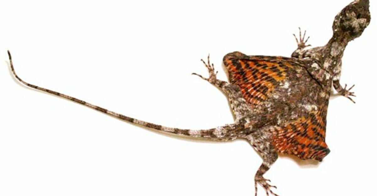Falling Leaf Flying Dragon National Geographic