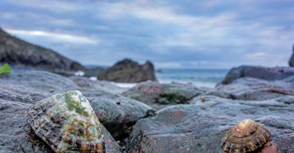 rock crustacean rocks sea nature side shell chinese hat limpet bernique
