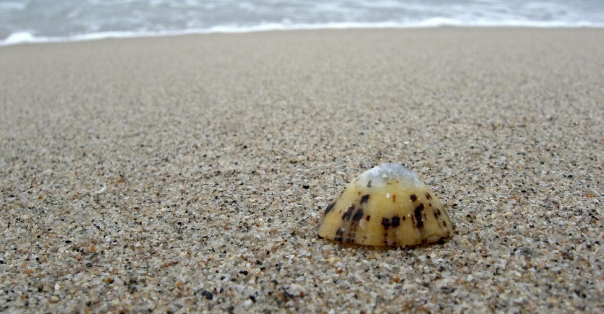 limpet shell alone lonely single one beach sand seaside seashell mollusc gastropod seashore coast isolation abandoned patellidae limpet limpet limpet limpet limpet