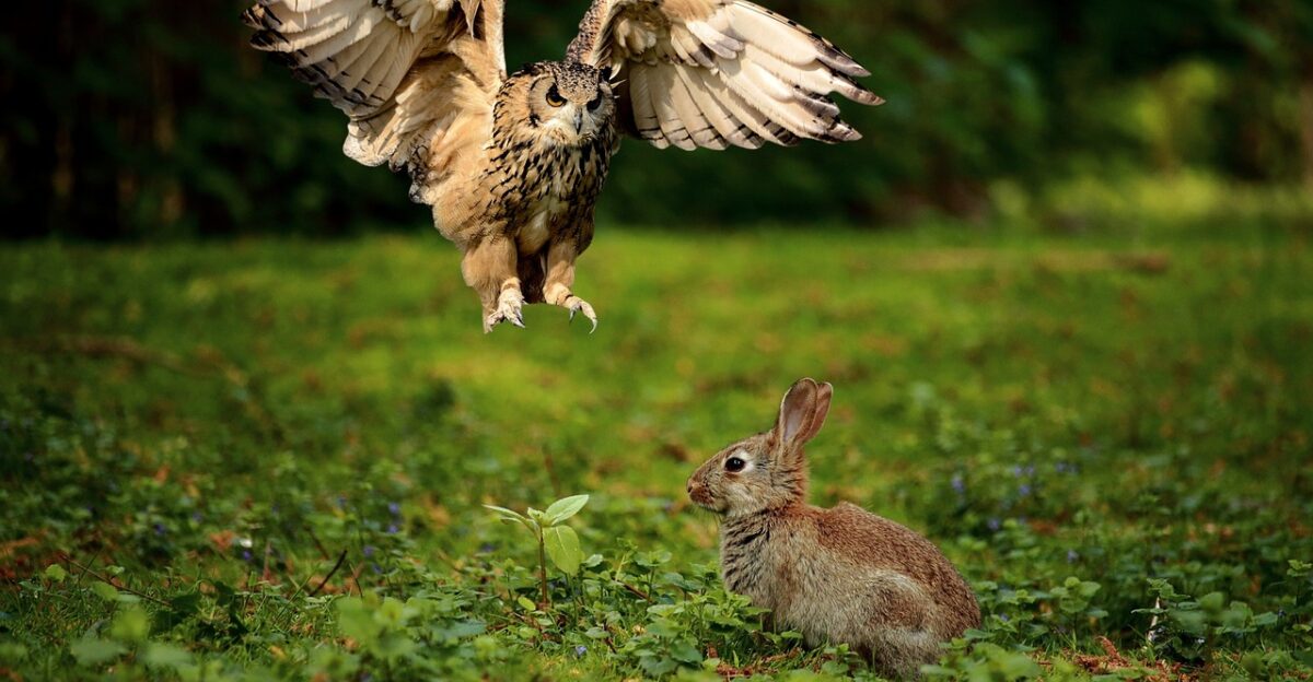 owl uhu birds of prey raptor bird wild bird flying rabbit rabbits bunny to hunt hunt feathers plumage nature forest animal approach wolf down prey catch owl owl owl owl owl uhu uhu rabbit bunny approach