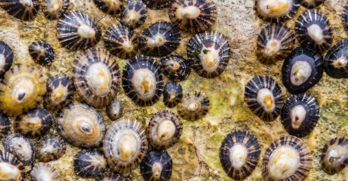 The quest to recreate nature s strongest material MIT Technology