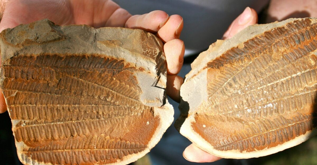 The Mazon Creek Fossil Crew - by Canal Corridor Association