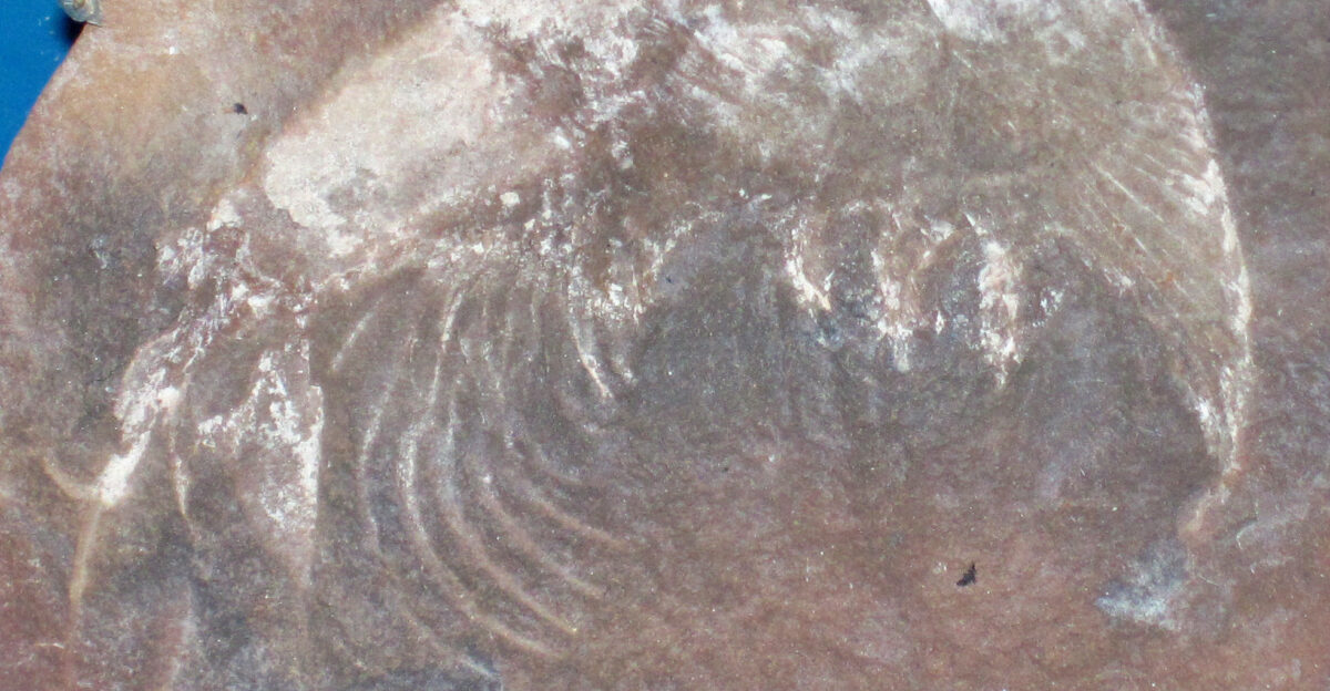 Kallidecthes richardsoni Schram 1969 fossil shrimp from the Pennsylvanian of Illinois USA public display FMNH PE 37598 Field Museum of Natural History Chicago Illinois USA One of the most remarkable soft-bodied fossil deposits lagerst tten on Earth is the Pennsylvanian-aged Mazon Creek Lagerst tte near Chicago Illinois In the Mazon Creek area the Francis Creek Shale consists of concretionary gray shales The Francis Creek concretions are composed of argillaceous ironstone and can be fossiliferous or nonfossiliferous The fossiliferous concretions contain land plants and terrestrial marine animals including nonmineralizing organisms This Kallidecthes richardsoni specimen is a laterally compressed fossil shrimp in a Mazon Creek concretion Classification Animalia Arthropoda Crustacea Malacostraca Hoplocarida Aeschronectida Stratigraphy Mazon Creek Lagerst tte Francis Creek Shale Member Carbondale Formation Desmoinesian Stage Westphalian D upper Middle Pennsylvanian Locality coal mine dump pile near Essex northern Illinois USA