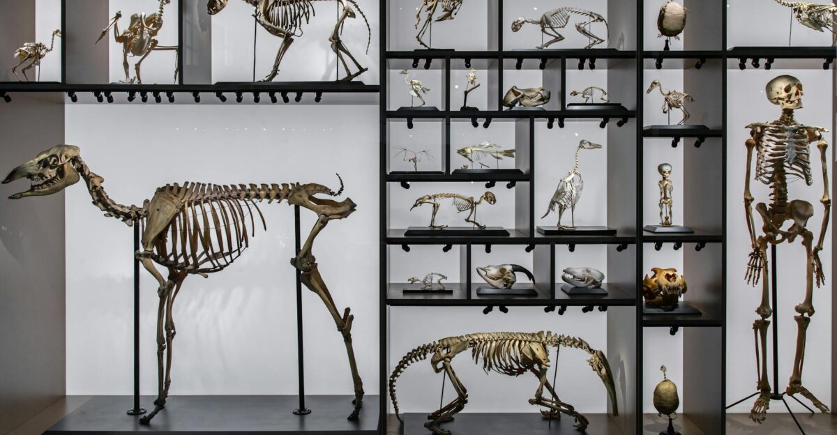 A diverse collection of animal and human skeletons displayed in a museum setting