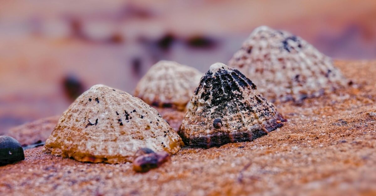Limpet