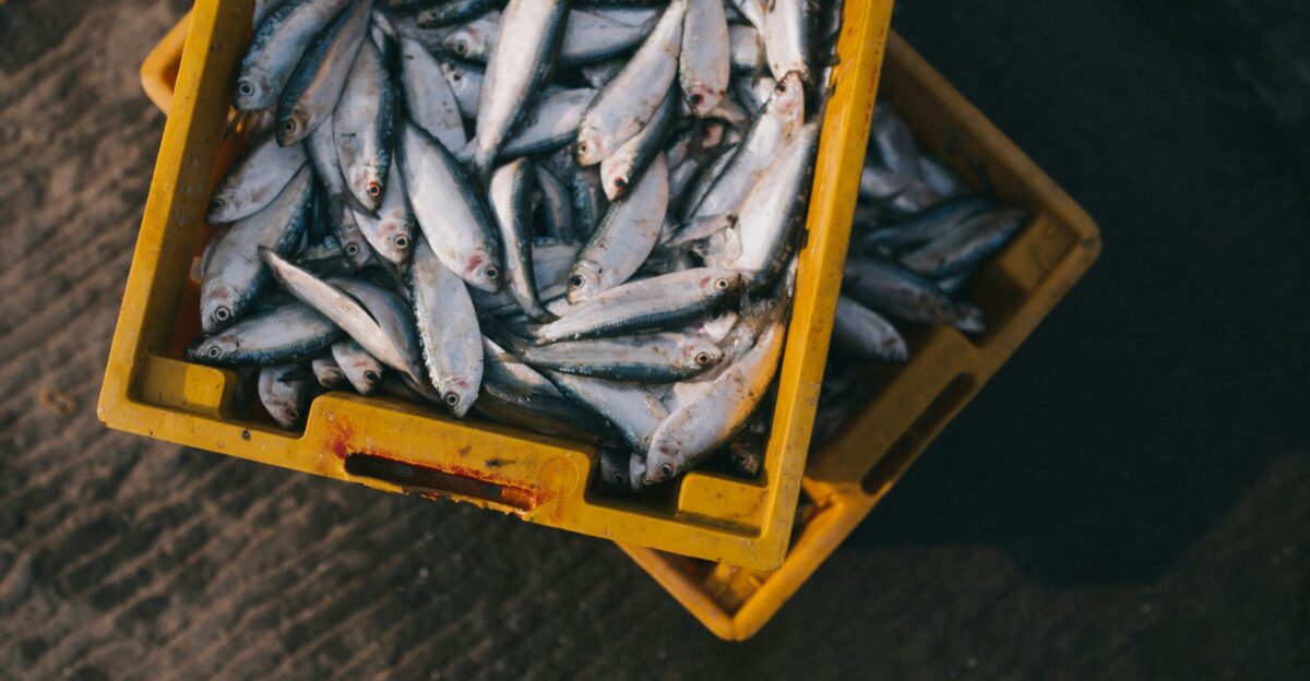 gray fish lot