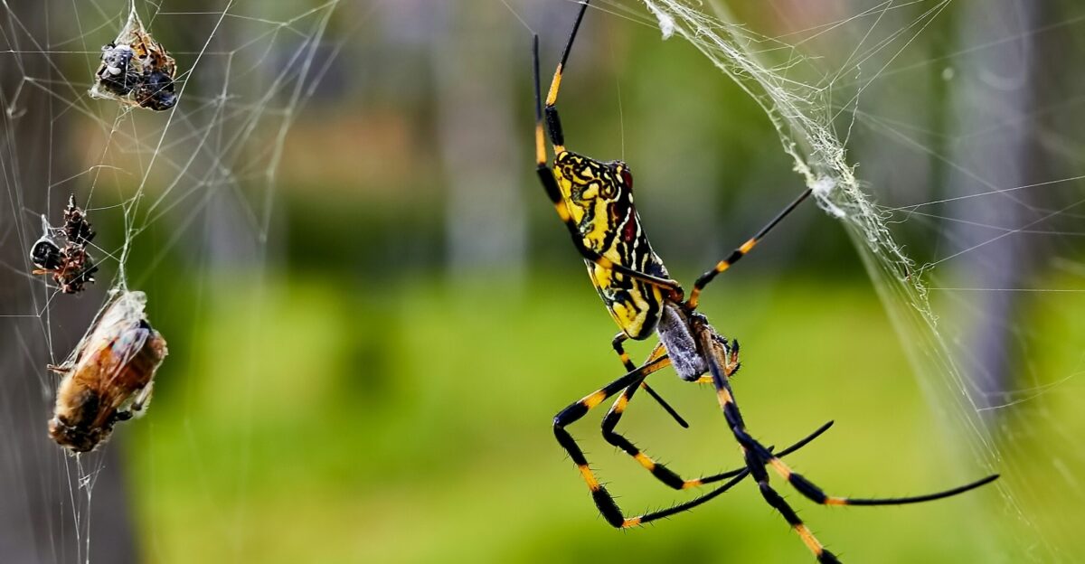 black and green spider in a web