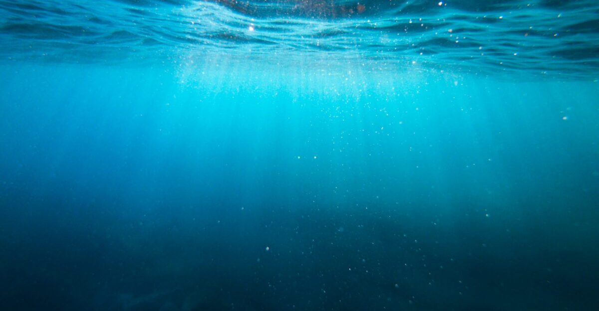Under The Sea Pictures Download Free Images on Unsplash
