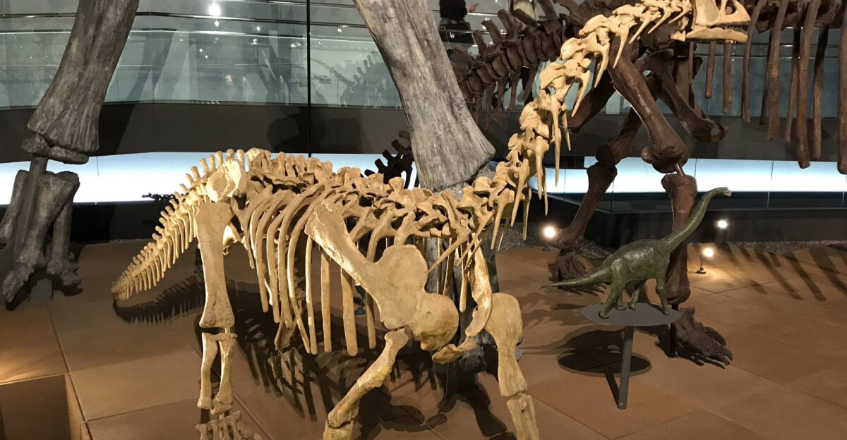Did you guys know tiny sauropods existed This lil guy was placed