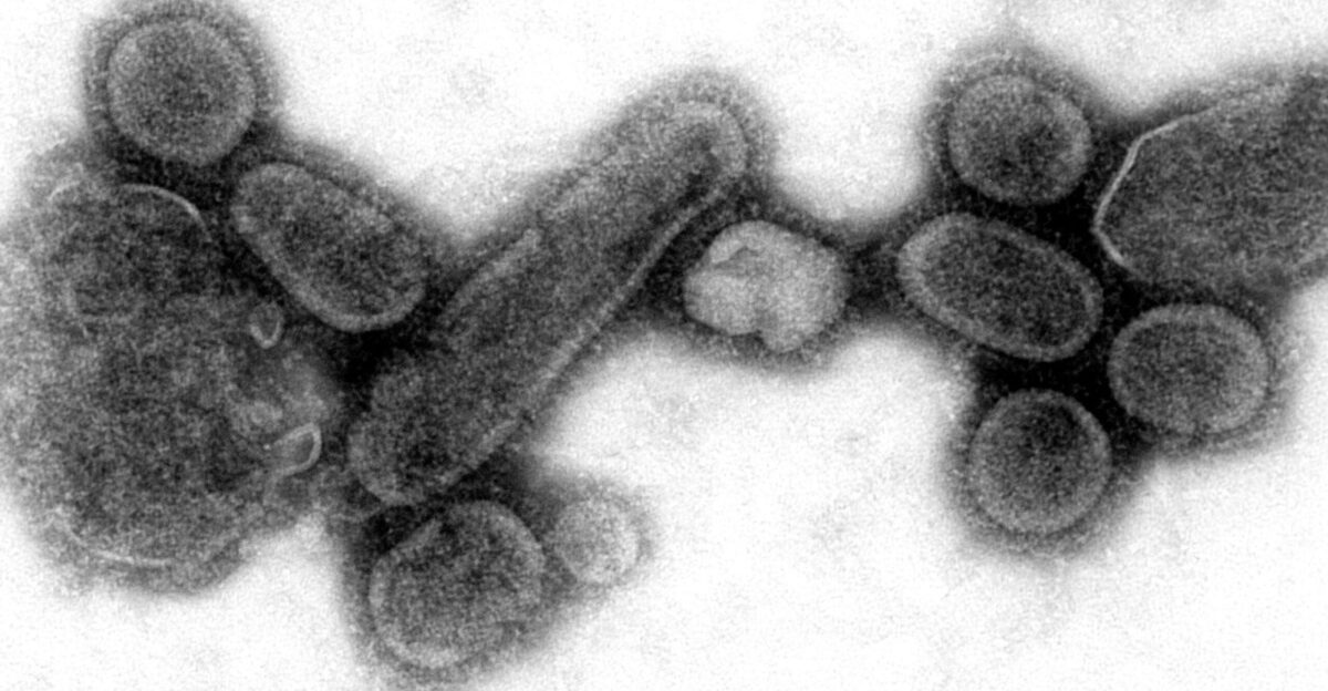An electron micrograph showing recreated 1918 influenza virions