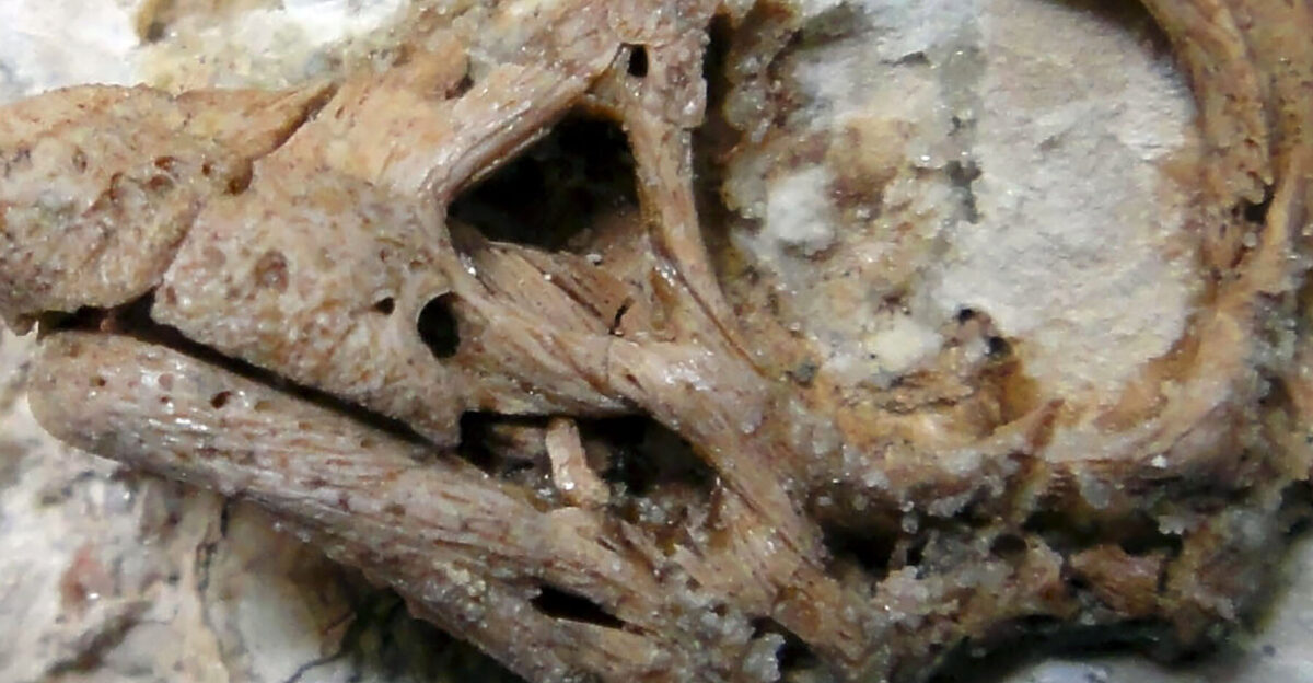 Fossil Reveals One of the Cutest Dinosaurs Ever Found - The New