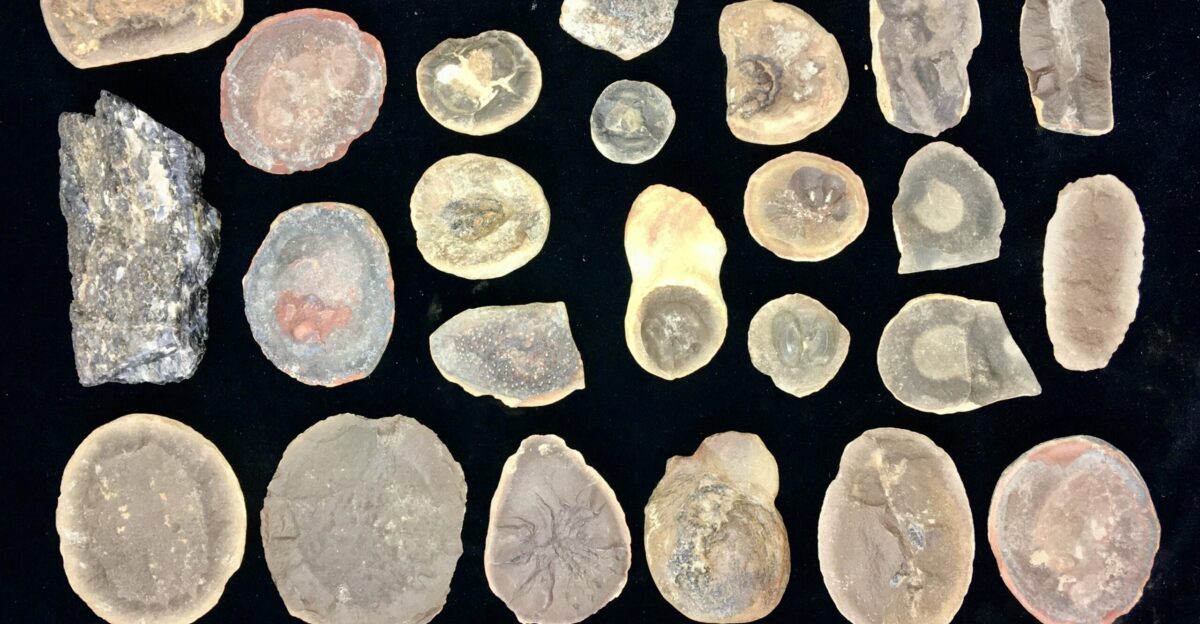 Clearance Lot Mazon Creek Fossil Nodules - 32 Pieces 215271