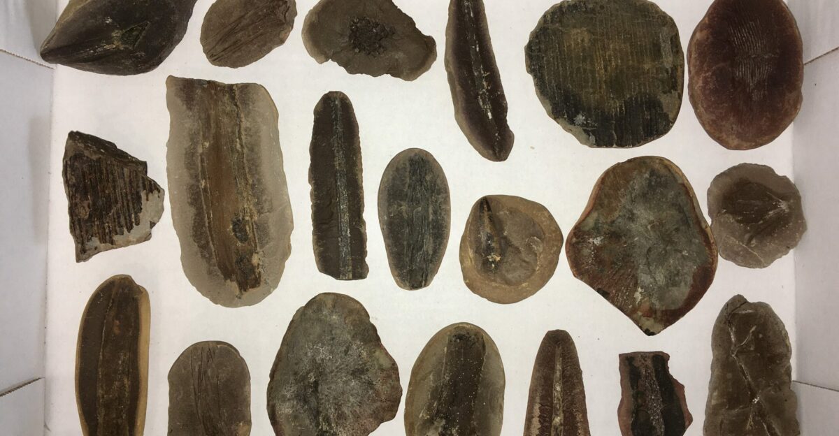 Clearance Lot Mazon Creek Plant Fossil Nodules - 20 Pieces