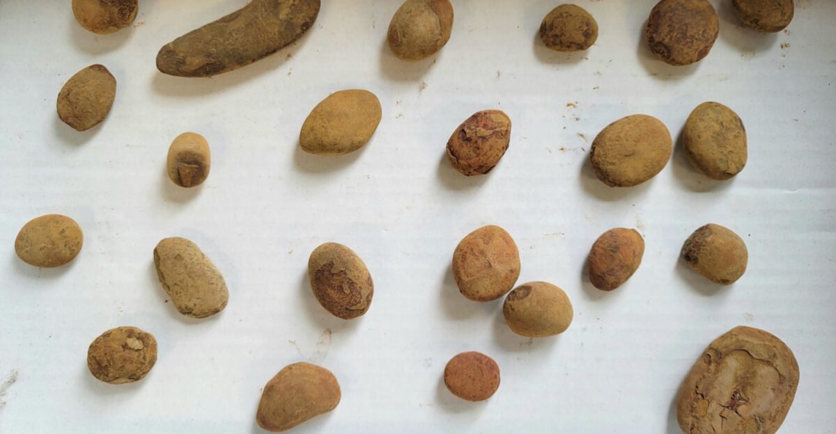 Clearance Lot Mazon Creek Unopened Fossil Nodules - 23 Pieces